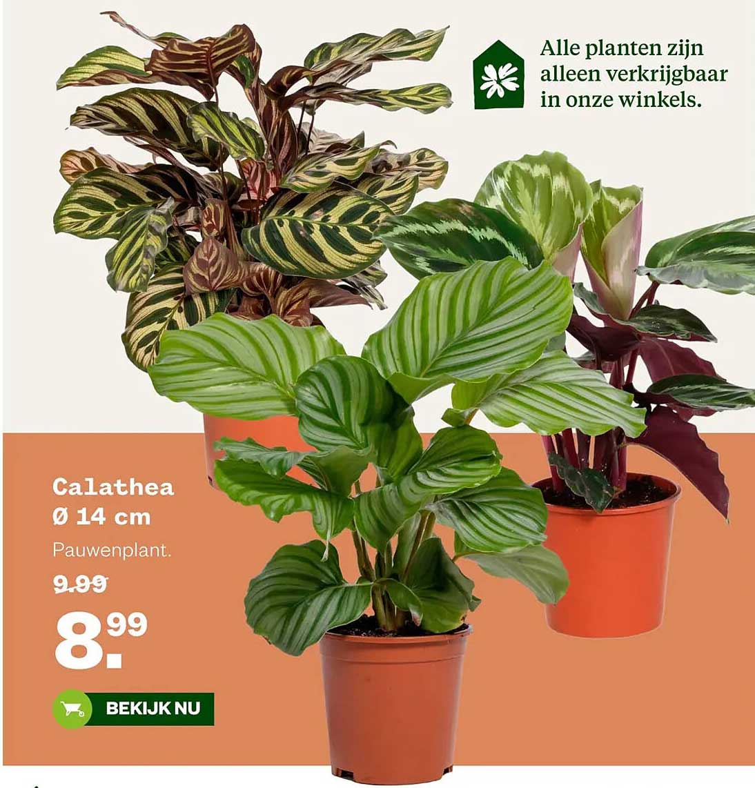 Calathea Ø 14 cm Pauwenplant.