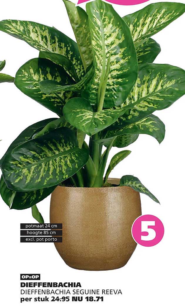 DIEFFENBACHIA DIEFFENBACHIA SEGUINE REEVA