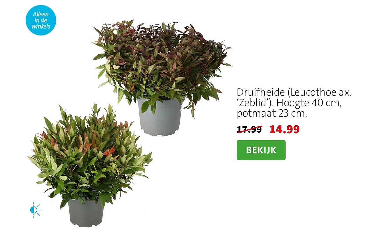 Druifheide (Leucothoe ax. ‘Zeblid’). Hoogte 40 cm, potmaat 23 cm.