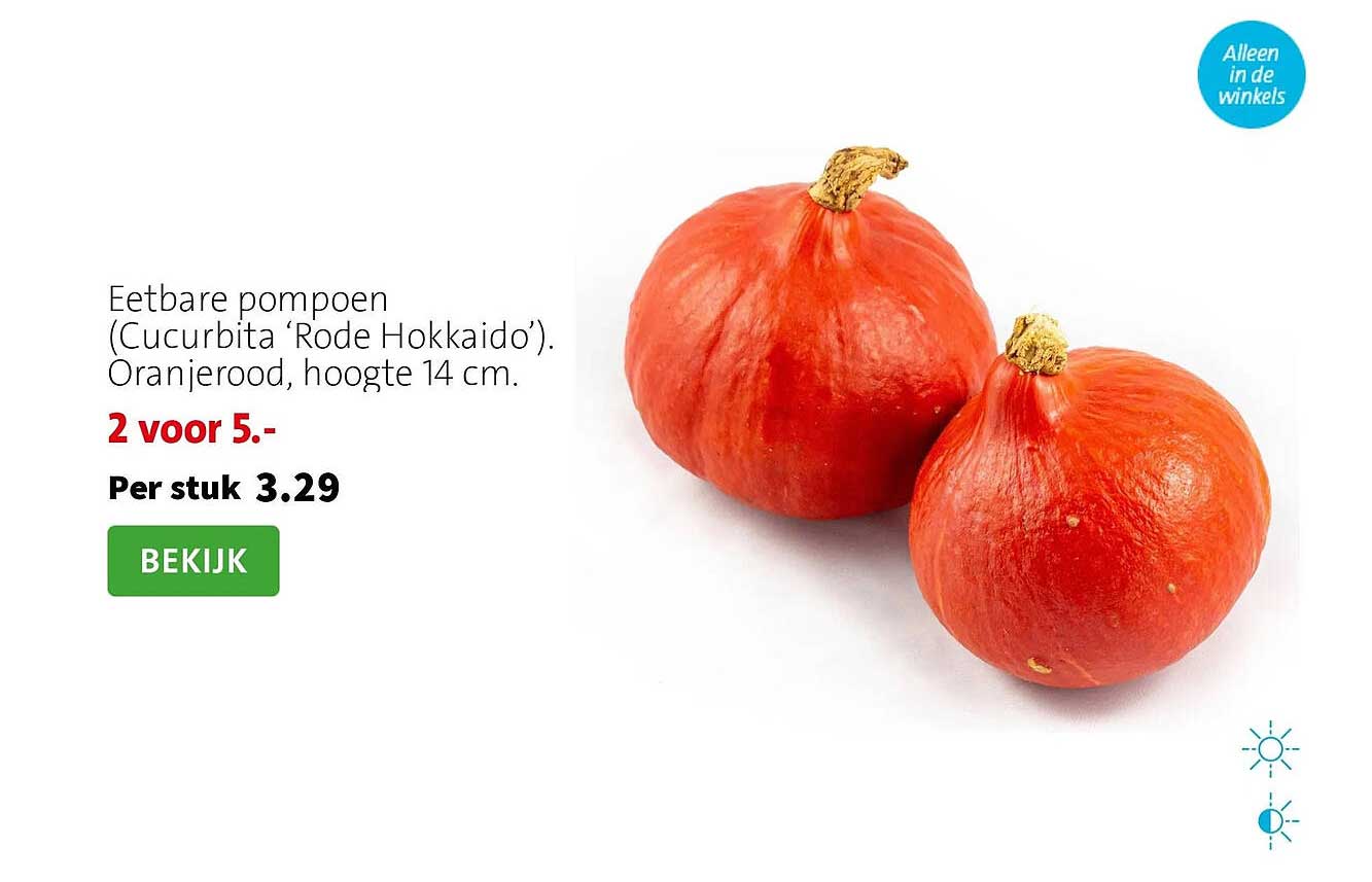 Eetbare pompoen (Cucurbita ‘Rode Hokkaido’). Oranjerood, hoogte 14 cm. 2 voor 5.-