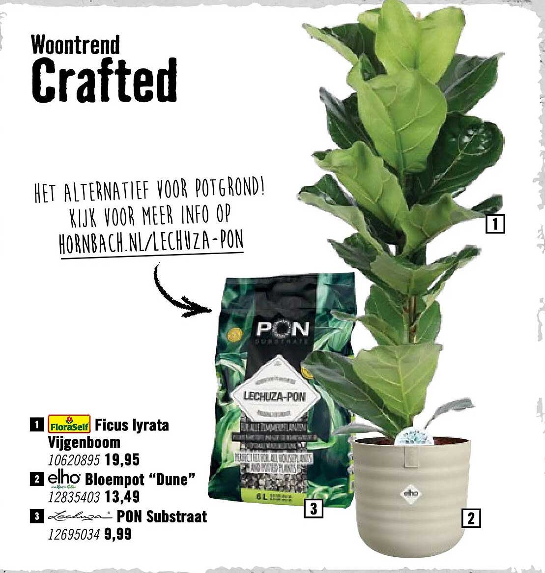 Ficus lyrata Vijgenboom