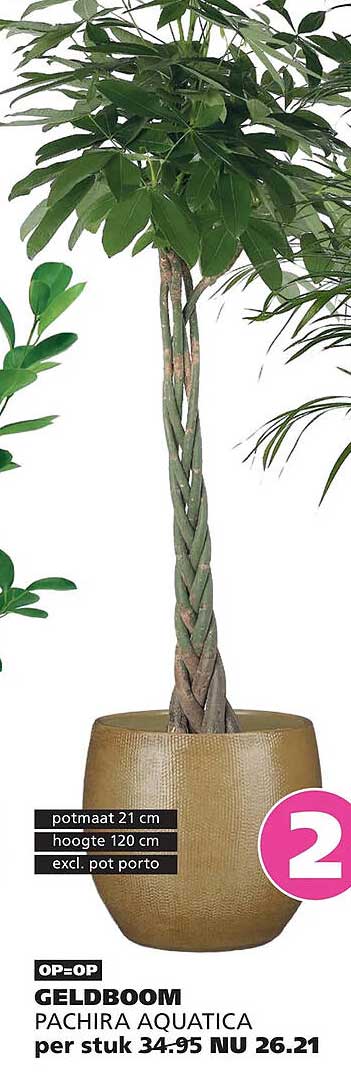 GELDBOOM PACHIRA AQUATICA