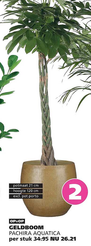 GELDBOOM PACHIRA AQUATICA