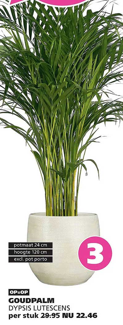 GOUDPALM DYPISIS LUTESCENS