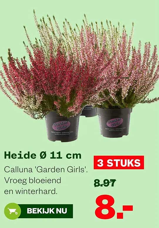 Heide Ø 11 cm 3 STUKS
