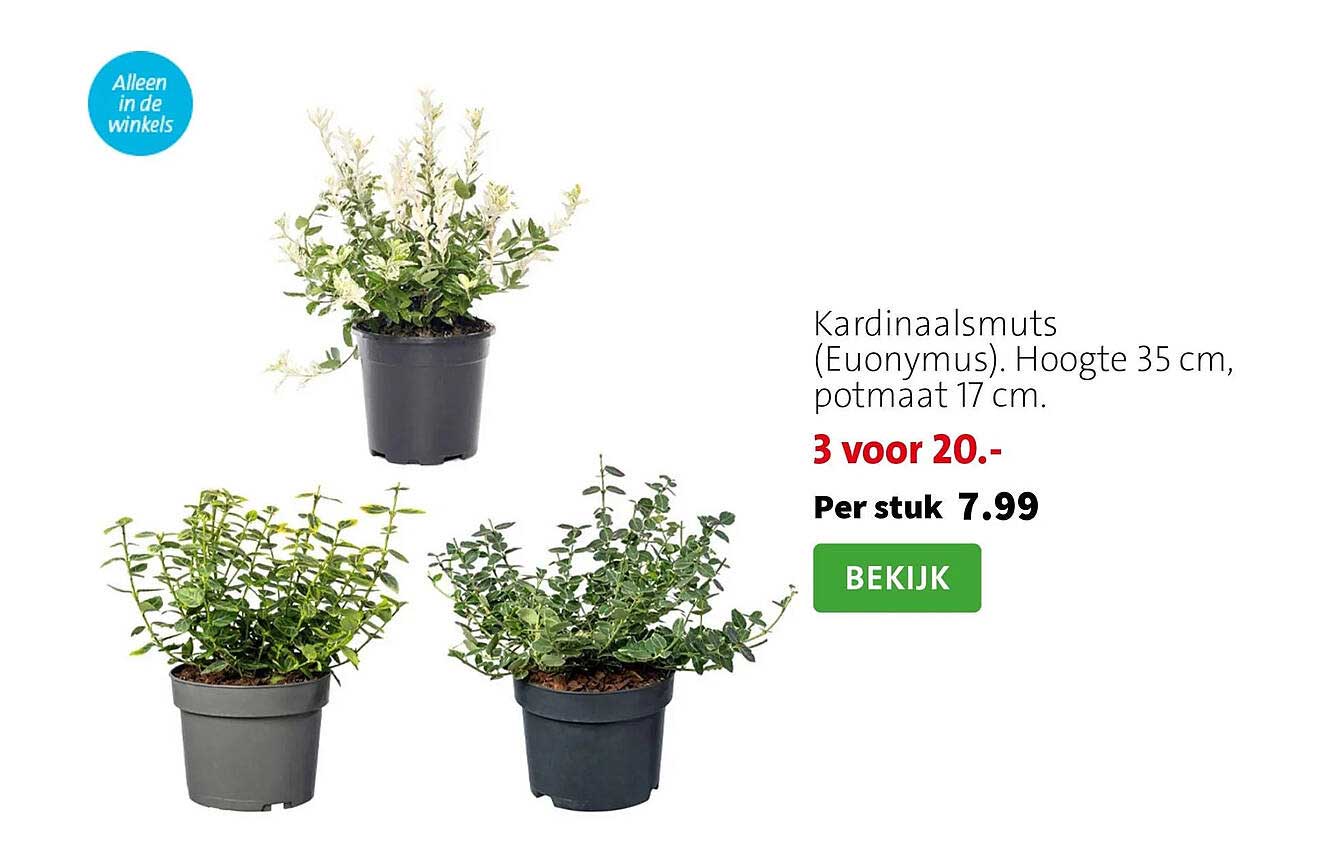 Kardinaalsmuts (Euonymus). Hoogte 35 cm, potmaat 17 cm. 3 voor 20.-