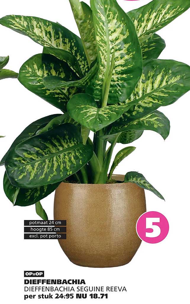 OP=OP DIEFFENBACHIA DIEFFENBACHIA SEGUINE REEVA per stuk