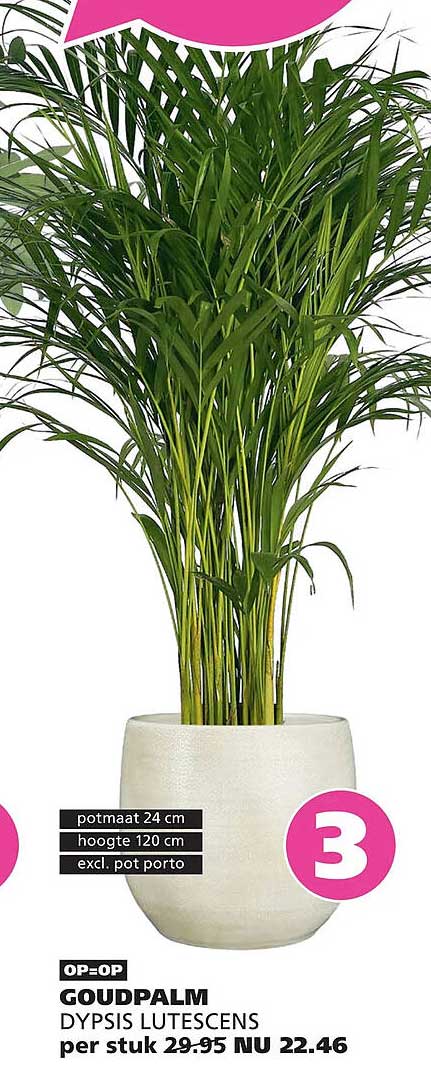 OP=OP GOUDPALM DYPSIS LUTESCENS