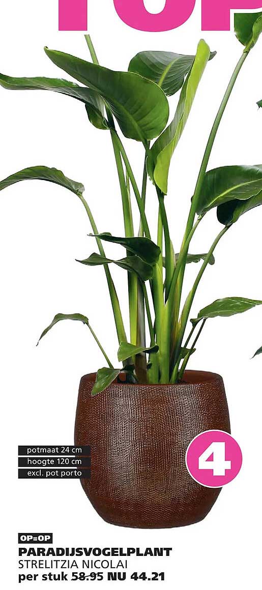 PARADIJSVOGELPLANT STRELITZIA NICOLAI