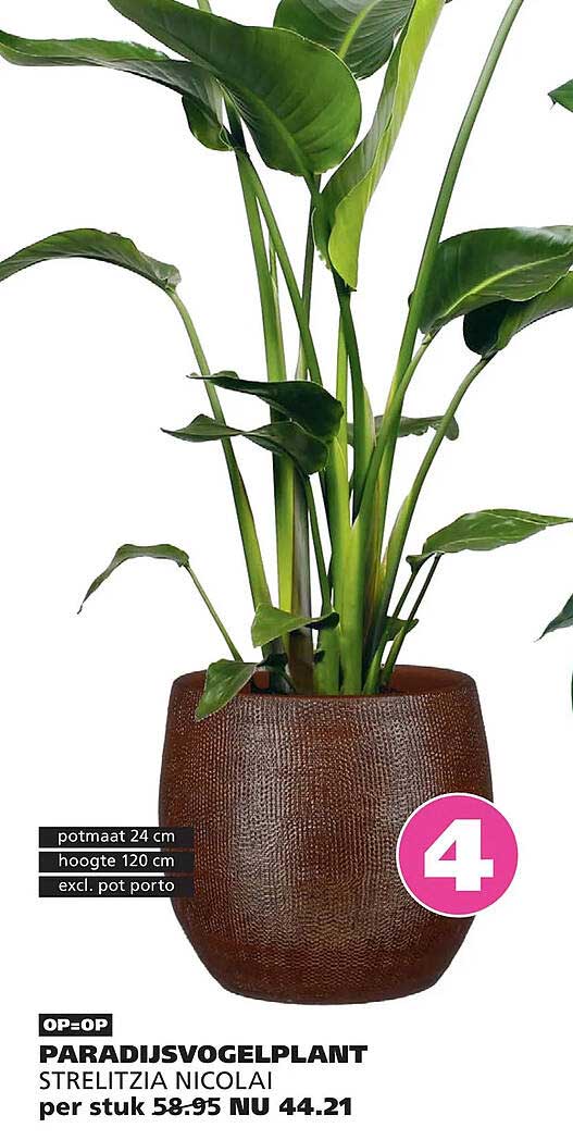 PARADIJSVOGELPLANT STRELITZIA NICOLAI per stuk