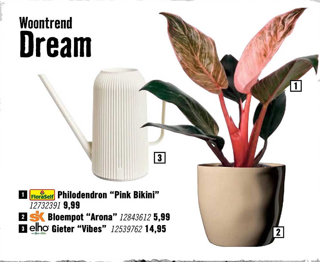 Philodendron “Pink Bikini”