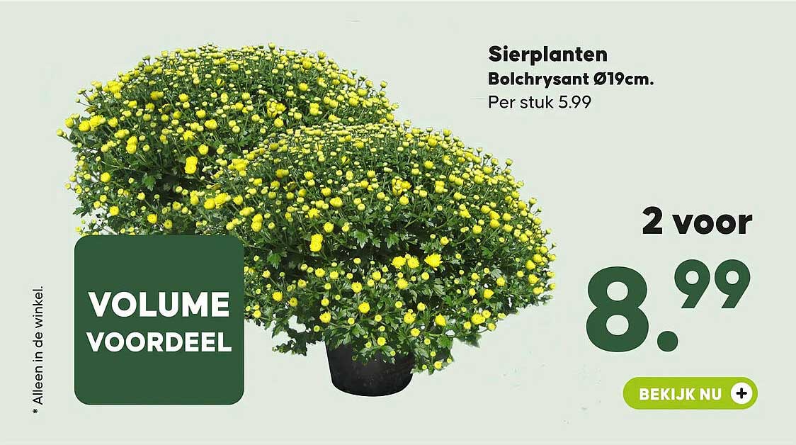Sierplanten Bolchrysant Ø19cm. Per stuk 5.99