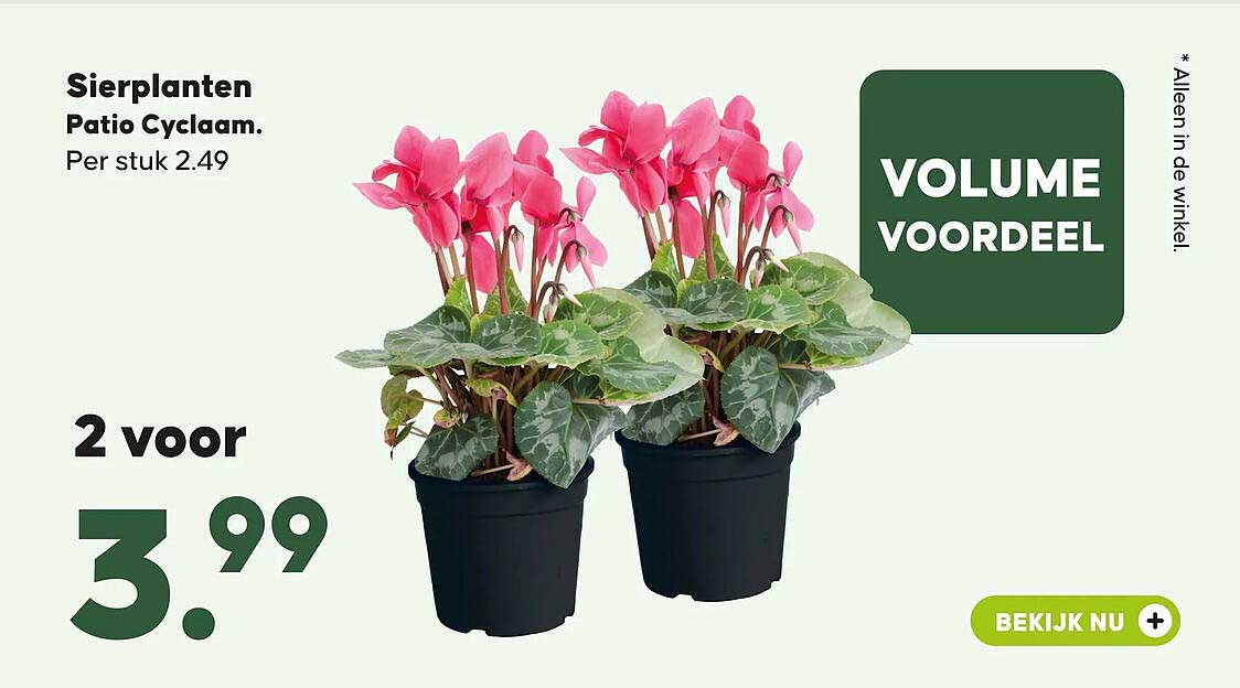Sierplanten Patio Cyclaam. 2 voor 3.99