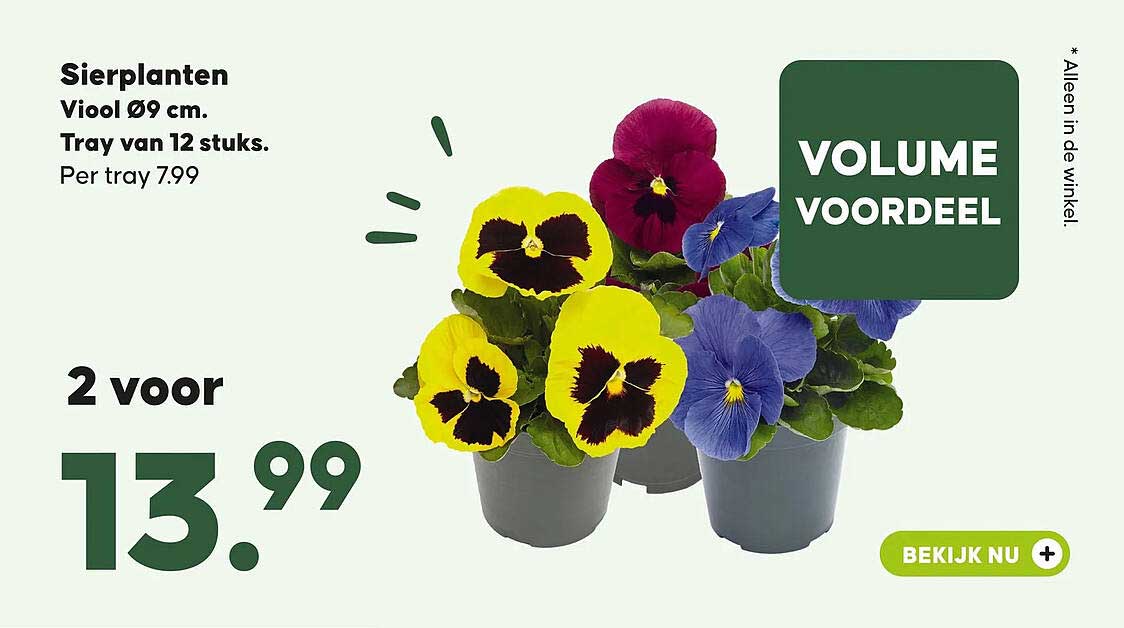 Sierplanten Viool Ø9 cm. Tray van 12 stuks. Per tray 7.99