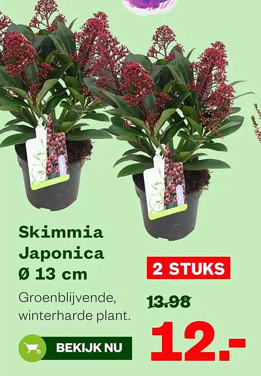Skimmia Japonica Ø 13 cm 2 STUKS