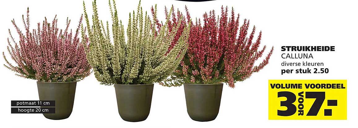 STRUIKHEIDE CALLUNA diverse kleuren per stuk 2.50 VOLUME VOORDEEL 3 VOOR 7.-