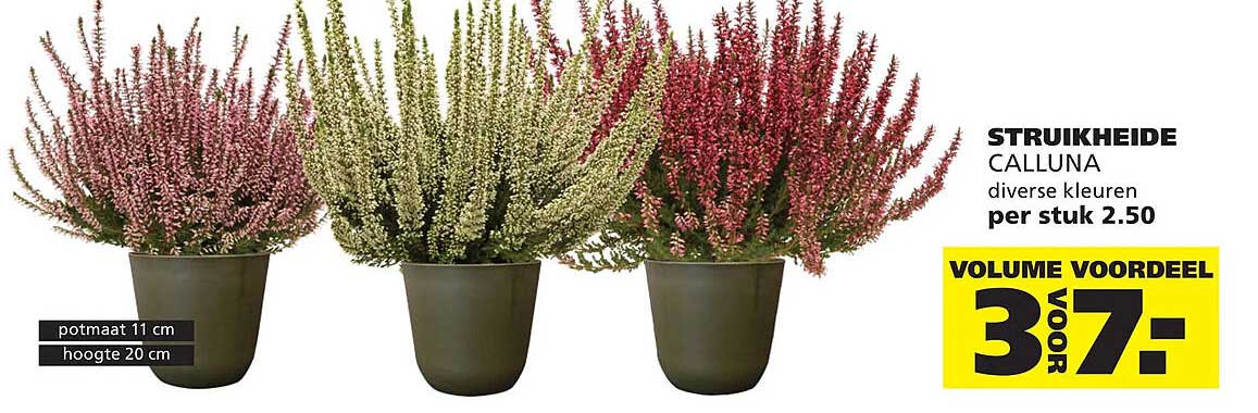 STRUIKHEIDE CALLUNA diverse kleuren per stuk 2.50 VOLUME VOORDEEL 3 VOOR 7,-