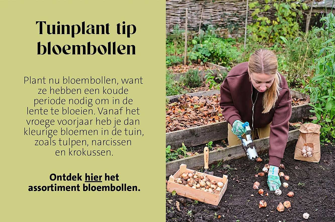 Tuinplant tip bloembollen