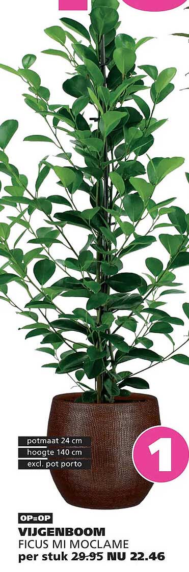 VIJGENBOOM FICUS MI MOCLAME
