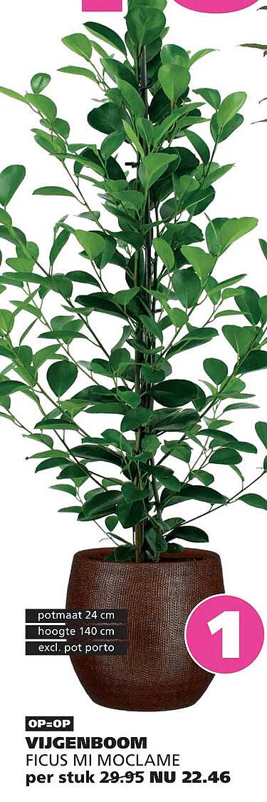 VIJGENBOOM FICUS MI MOCLAME