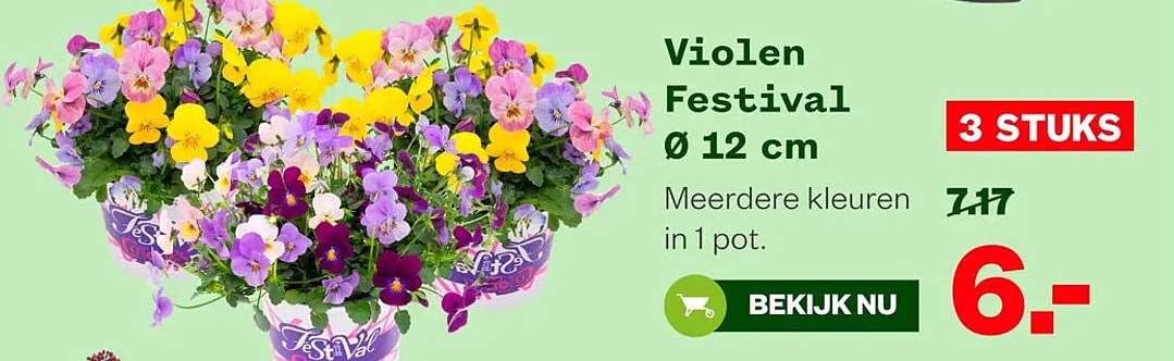 Violen Festival Ø 12 cm - 3 STUKS