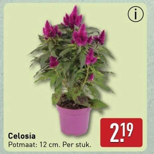 Celosia Potmaat: 12 cm. Per stuk.