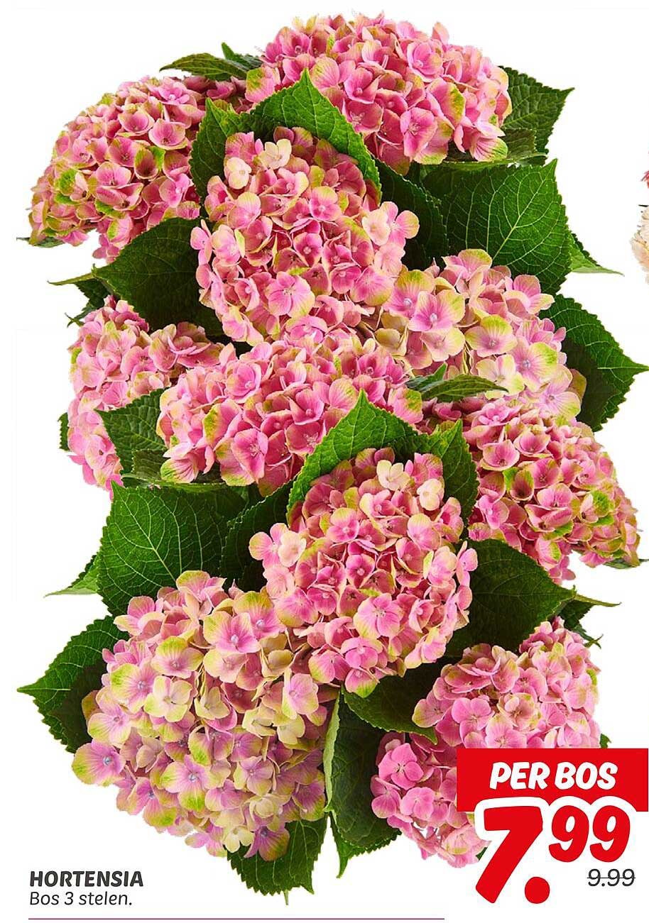 HORTENSIA Bos 3 stelen.