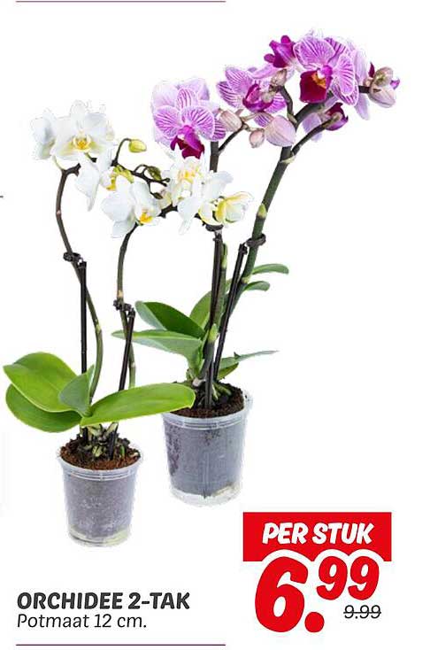 ORCHIDEE 2-TAK Potmaat 12 cm.