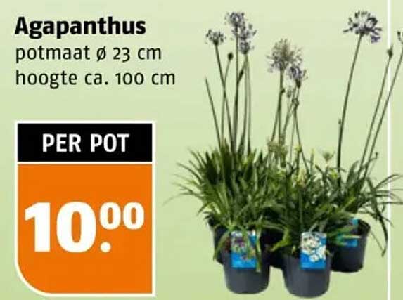 Agapanthus