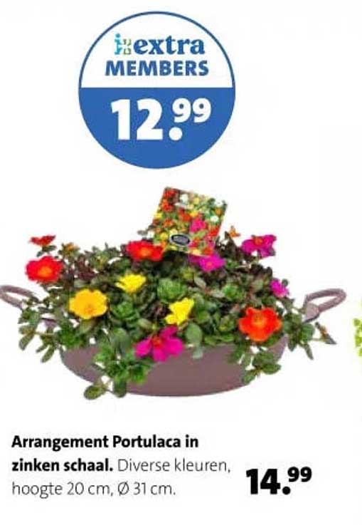 Arrangement Portulaca in zinken schaal. Diverse kleuren, hoogte 20 cm, Ø 31 cm.