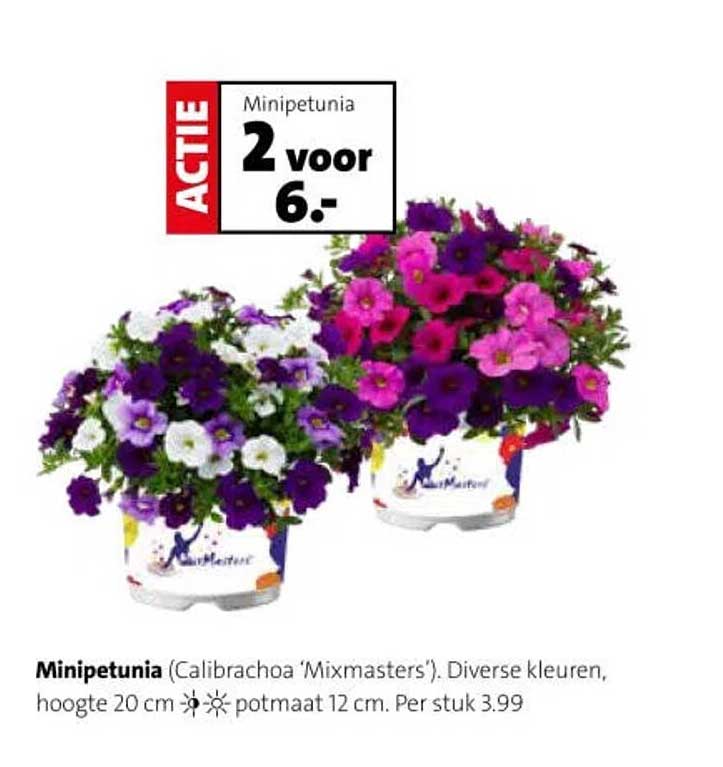 Minipetunia 2 voor 6.-