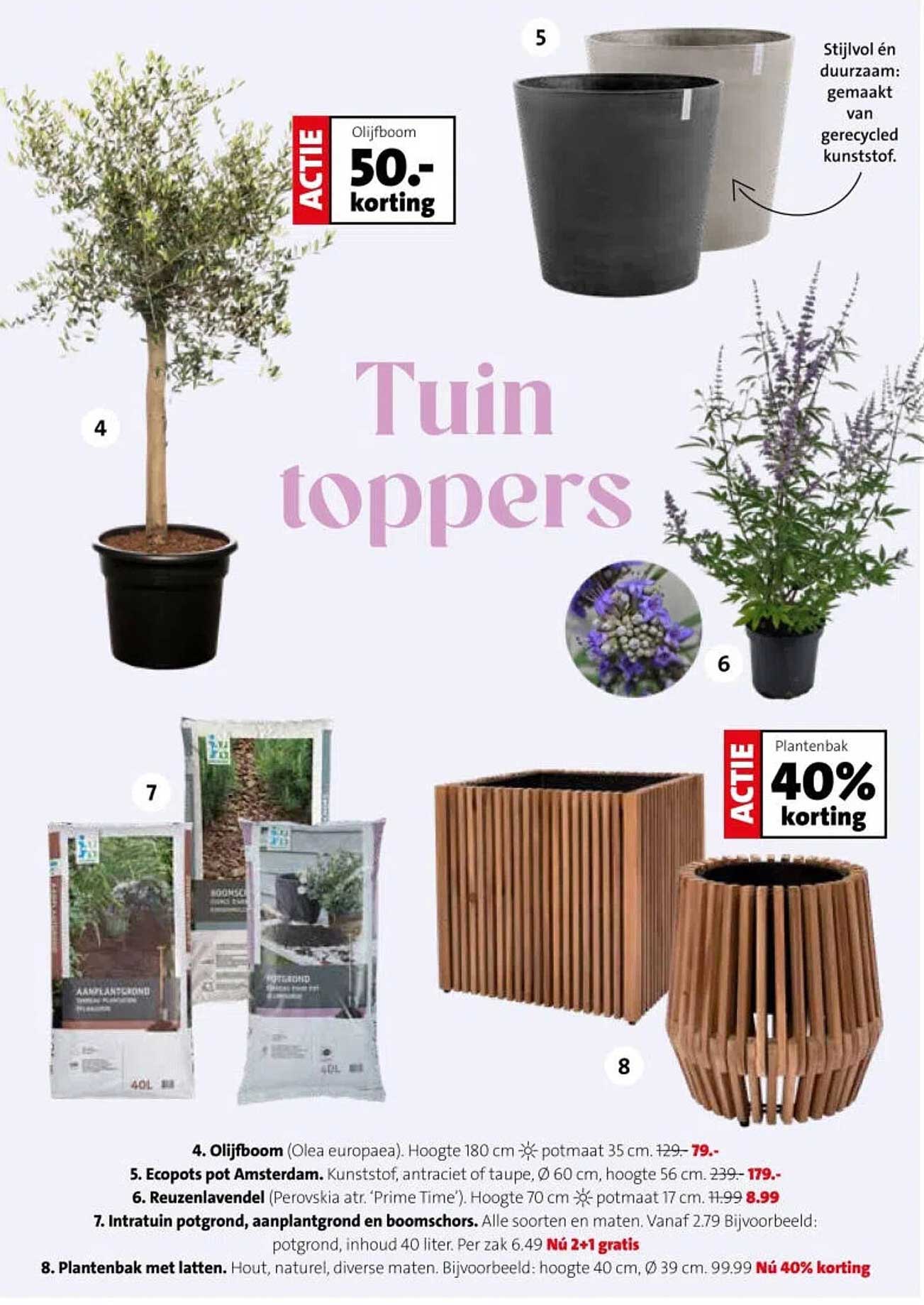 Olivboom 50.- korting