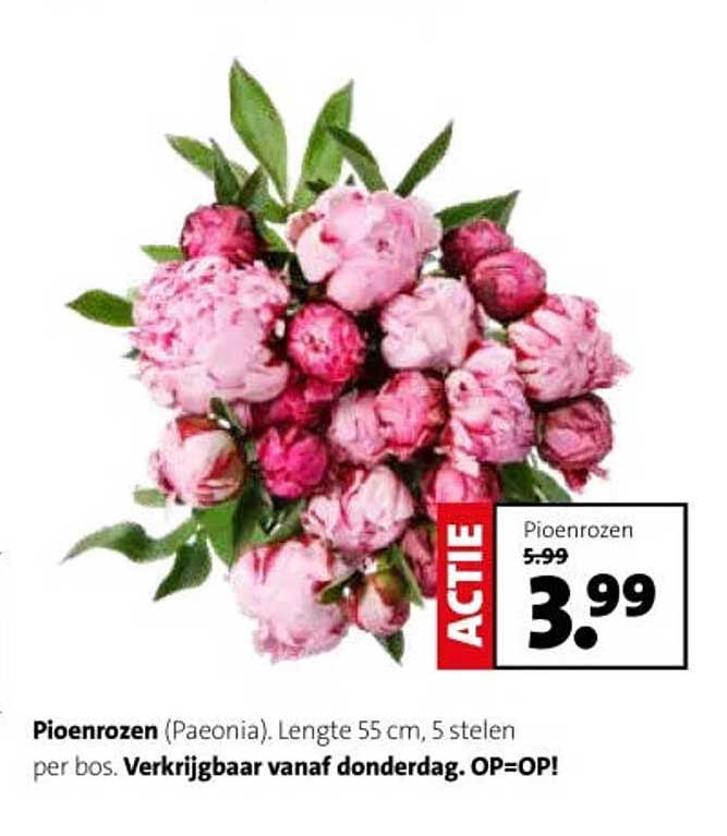 Pioenrozen