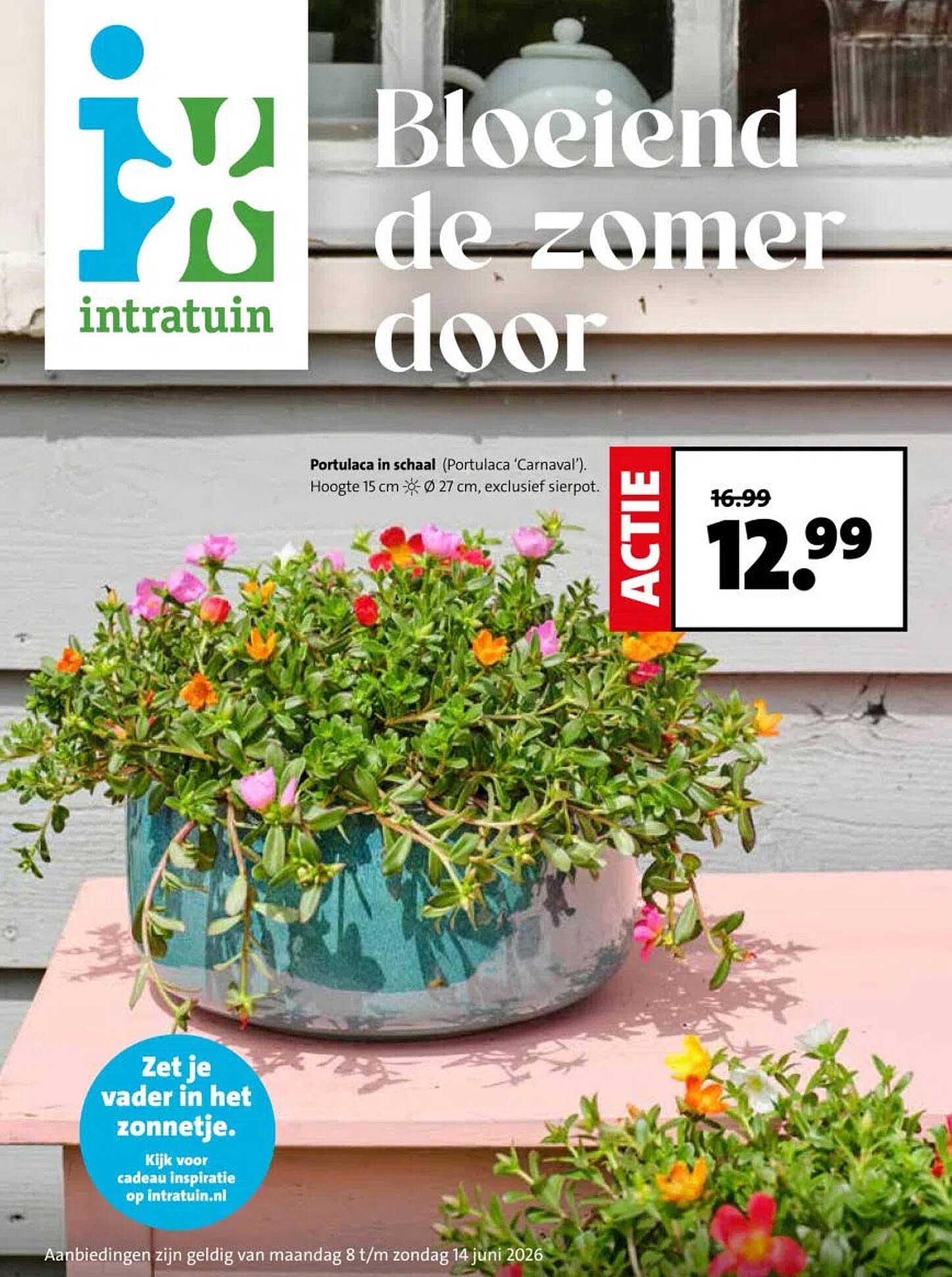 Portulaca in schaal (Portulaca ‘Carnaval’). Hoogte 15 cm, Ø 27 cm, exclusief sierpot. ACTIE