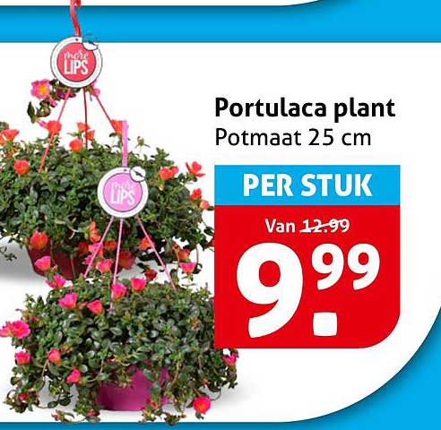 Portulaca plant Potmaat 25 cm PER STUK