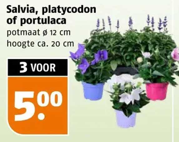 Salvia, platycodon of portulaca 3 VOOR