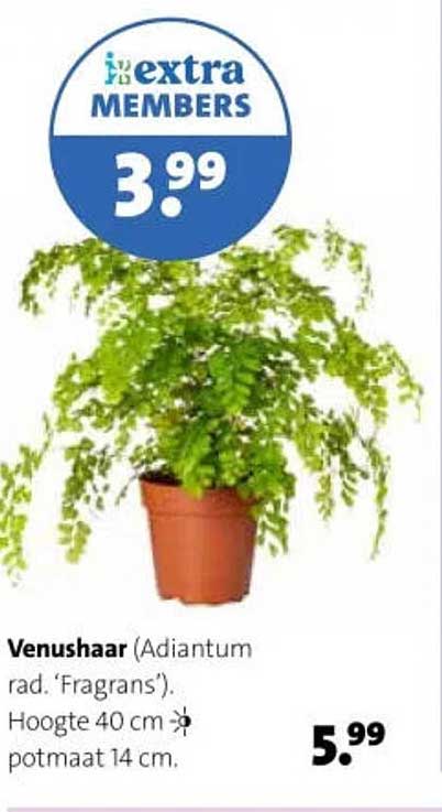 Venushaar (Adiantum rad. ‘Fragrans’). Hoogte 40 cm potmaat 14 cm. extra MEMBERS