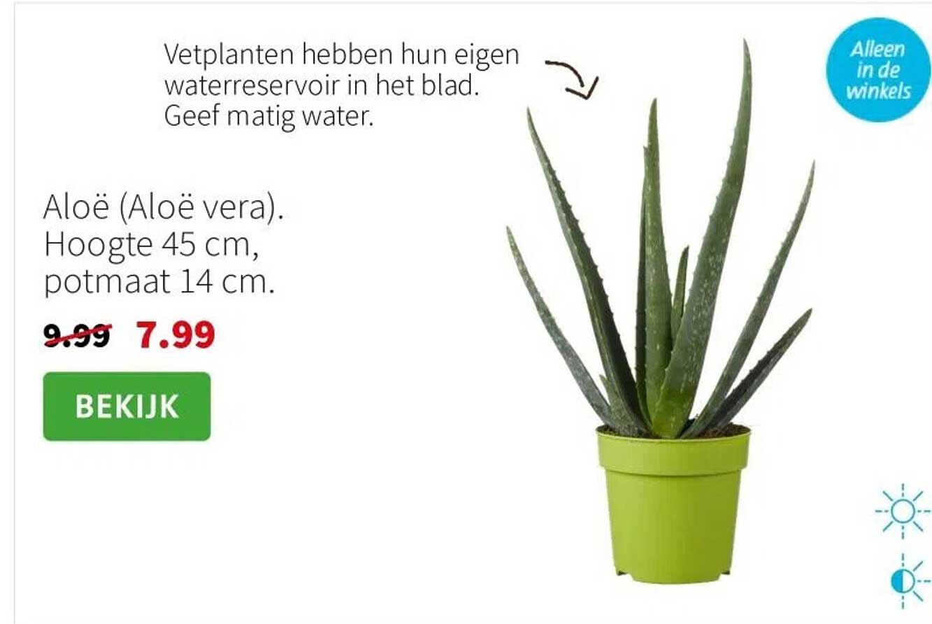 Aloë (Aloë vera). Hoogte 45 cm, potmaat 14 cm.