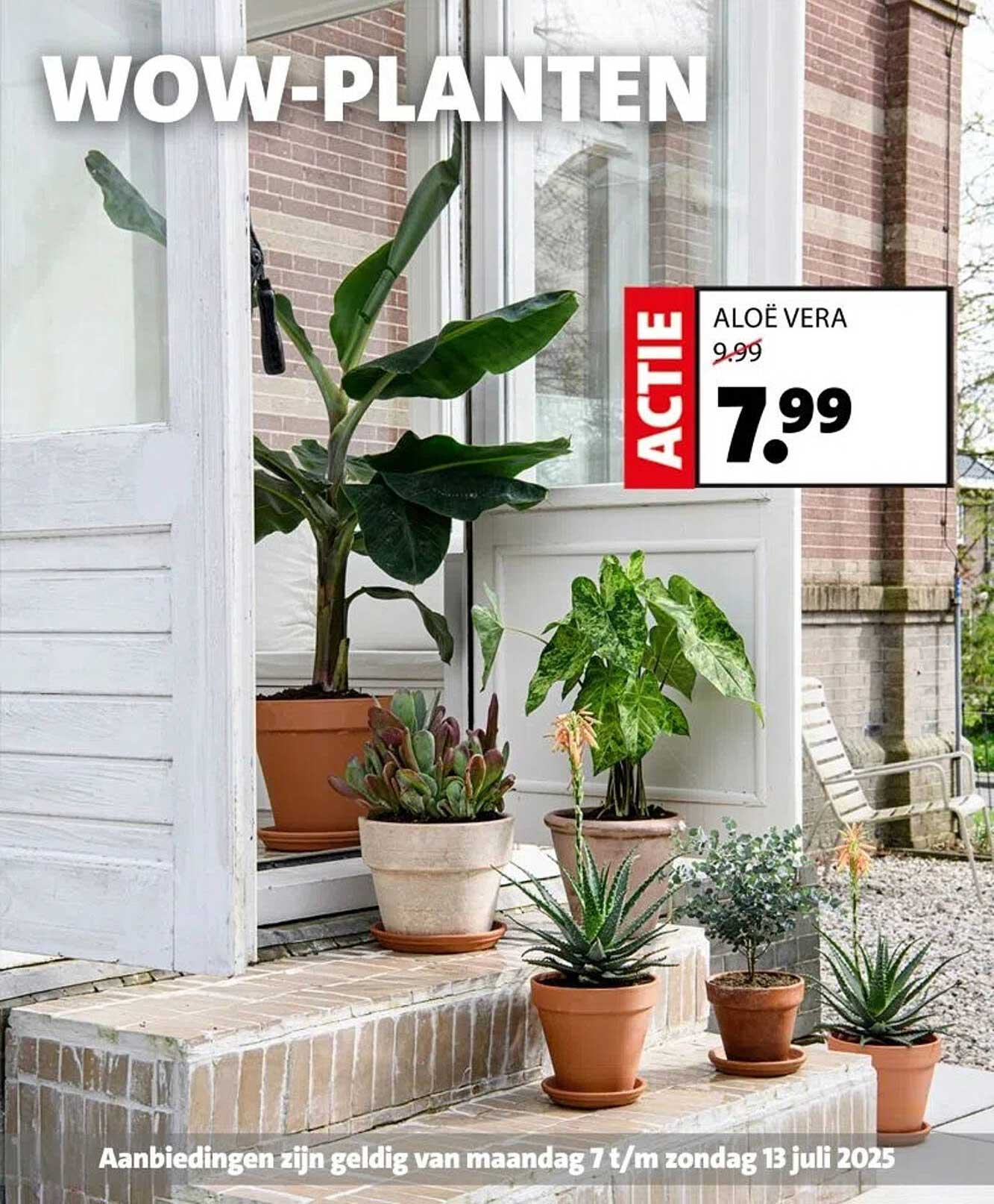ALOË VERA