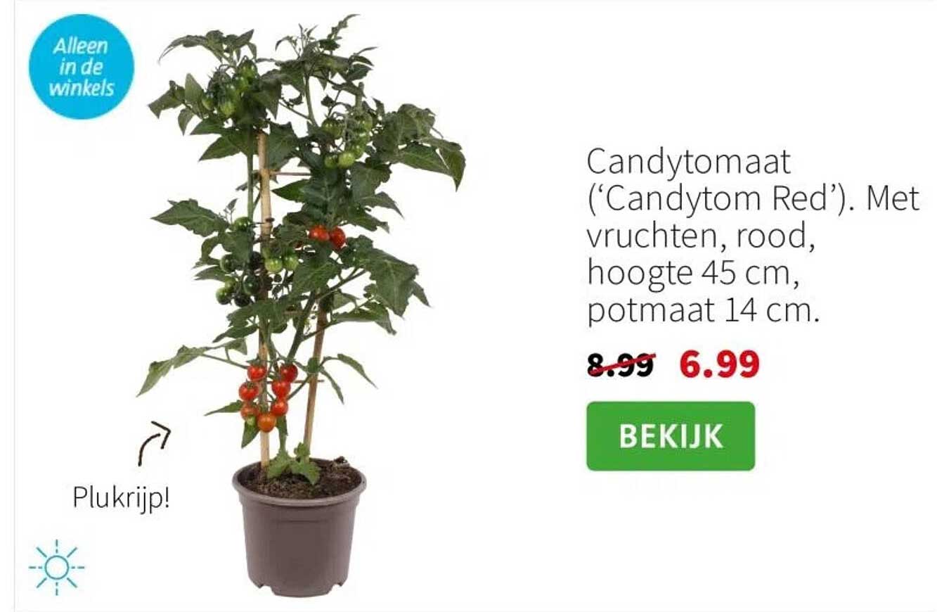 Candytomaat ('Candytom Red'). Met vruchten, rood, hoogte 45 cm, potmaat 14 cm.