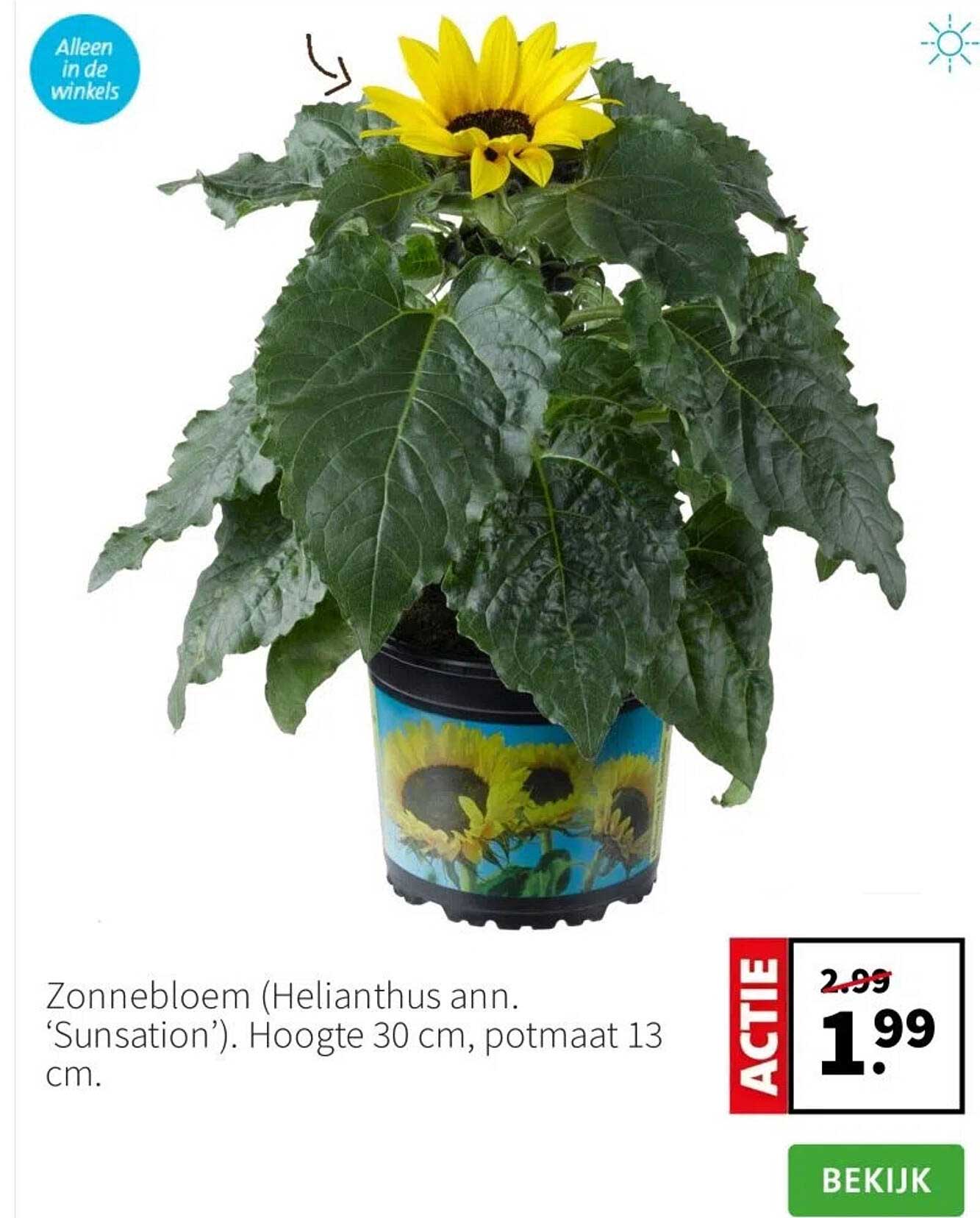 Zonnebloem (Helianthus ann. ‘Sunsation’). Hoogte 30 cm, potmaat 13 cm.