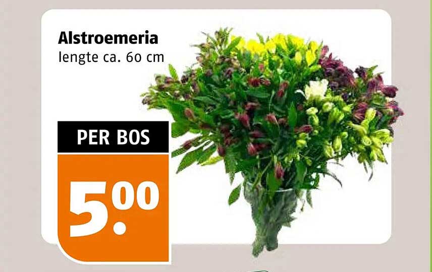 Alstroemeria lengte ca. 60 cm PER BOS