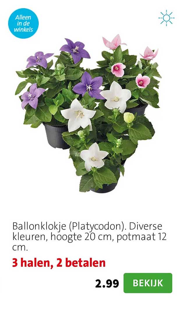 Ballonklokje (Platycodon). Diverse kleuren, hoogte 20 cm, potmaat 12 cm. 3 halen, 2 betalen