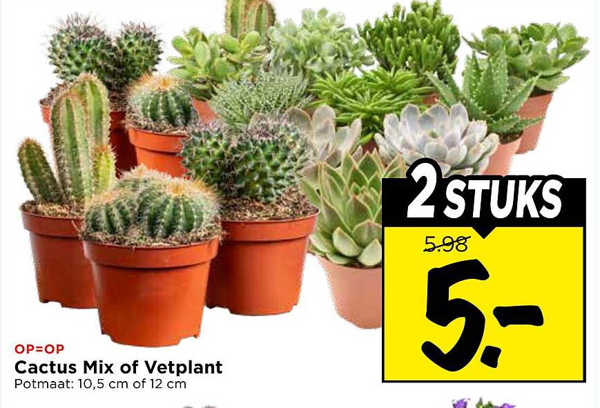 Cactus Mix of Vetplant