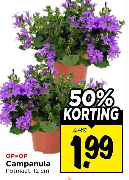 Campanula Potmaat: 12 cm 50% KORTING