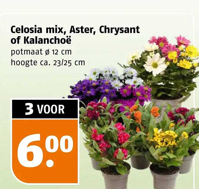 Celosia mix, Aster, Chrysanth of Kalanchoë 3 voor 6.00