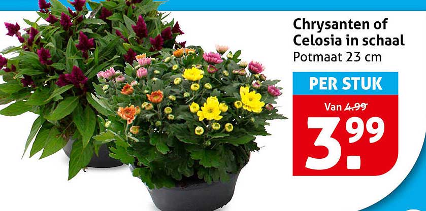 Chrysanten of Celosia in schaal Potmaat 23 cm PER STUK