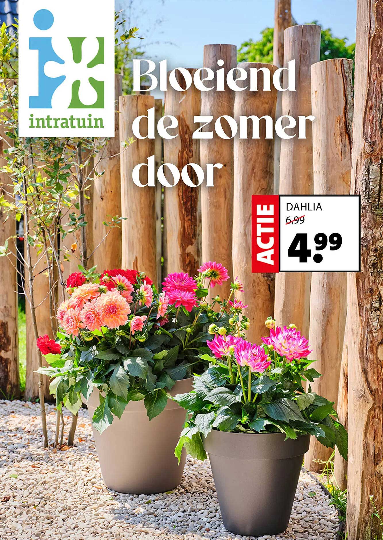 DAHLIA ACTIE
