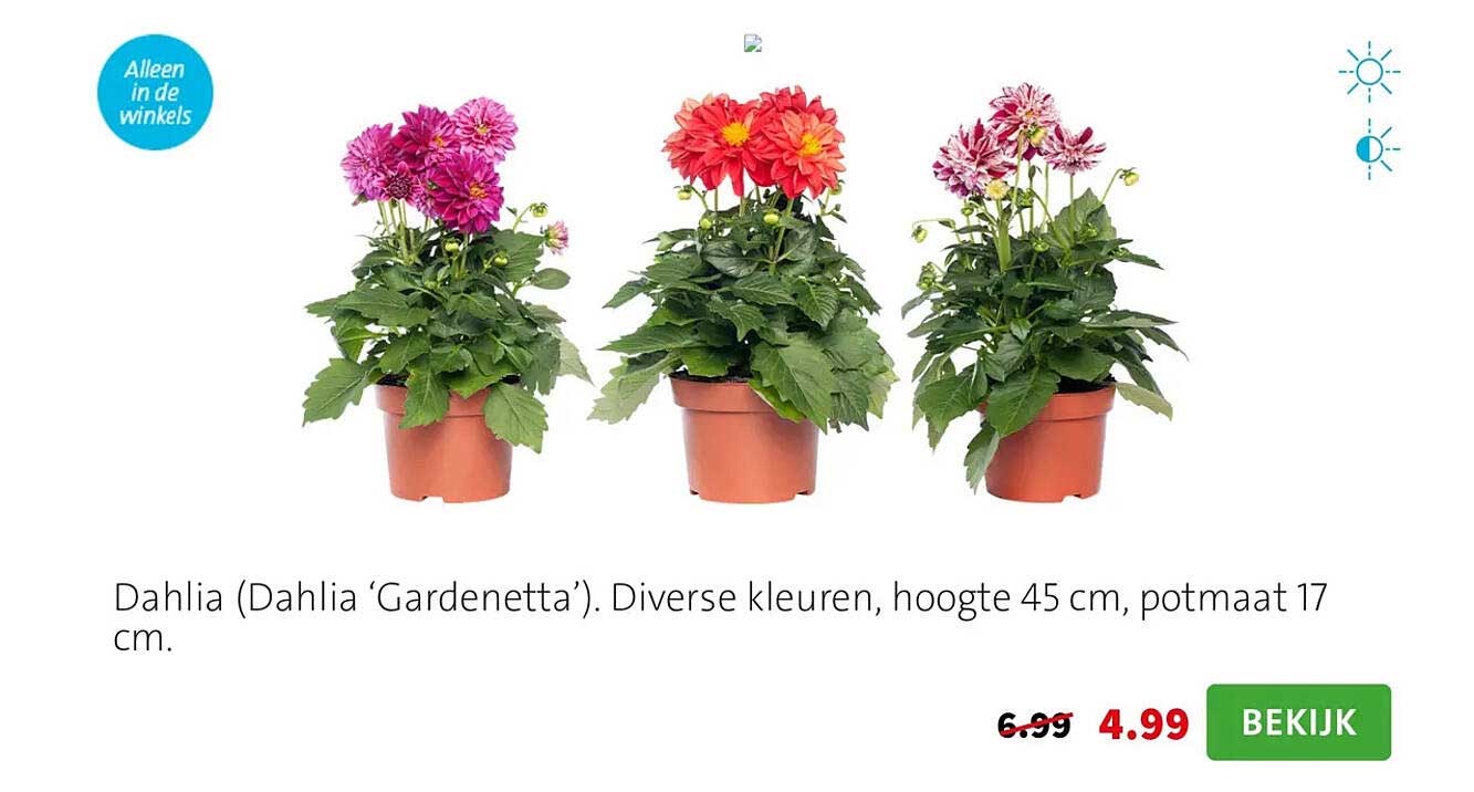 Dahlia (Dahlia ‘Gardenetta’). Diverse kleuren, hoogte 45 cm, potmaat 17 cm.