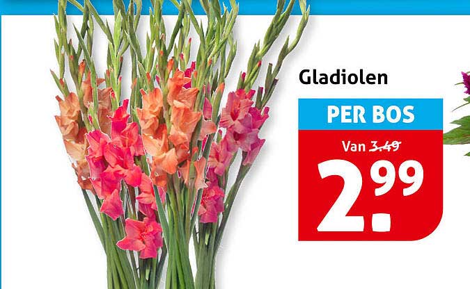 Gladiolen PER BOS